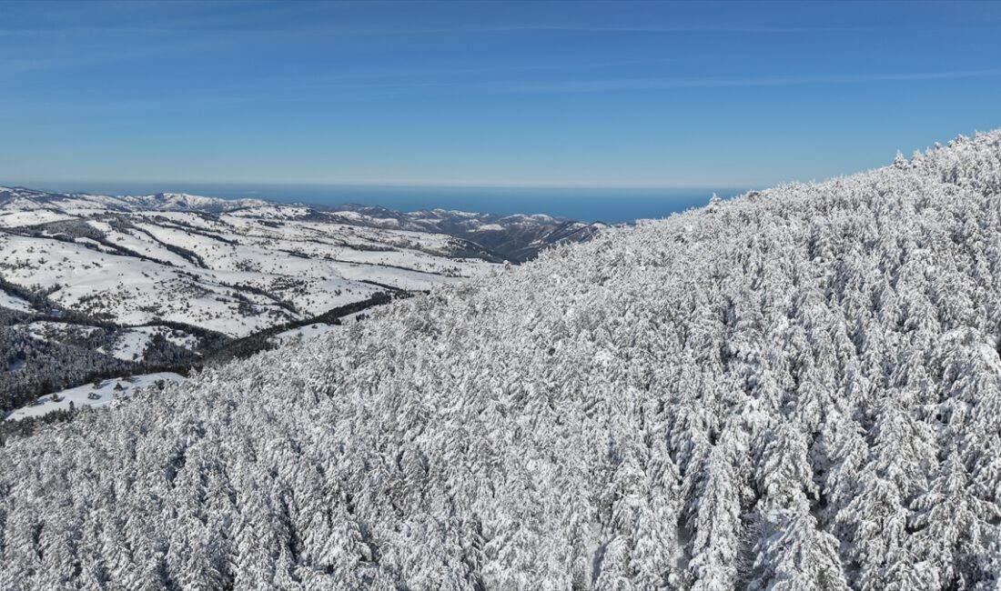 SAMSUN (AA) – Samsun’un Alaçam ilçesine bağlı, 1650 metre rakımlı