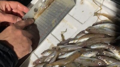 SAMSUN (AA) – Samsun'un Bafra ilçesinde gerçekleştirilen denetimlerde, yasal avlanma