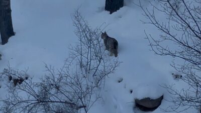 SİVAS (AA) – Sivas'ın Suşehri ilçesinde, karla kaplı arazide yiyecek