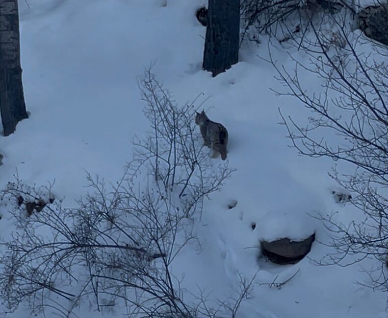 SİVAS (AA) – Sivas'ın Suşehri ilçesinde, karla kaplı arazide yiyecek