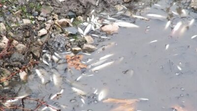 TOKAT (AA) – Tokat'ın Turhal ilçesinde, Yeşilırmak nehrinde çok sayıda