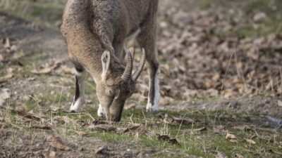 - Kış aylarında soğuktan korunmak için 3 bin rakımlı karlı