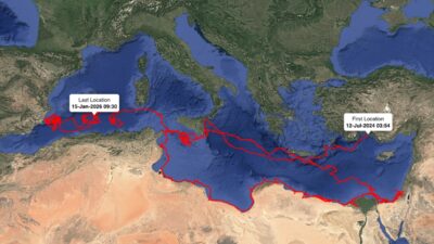 - Antalya'da yaklaşık 1,5 yıl önce takip cihazı takılan "Gümüş"