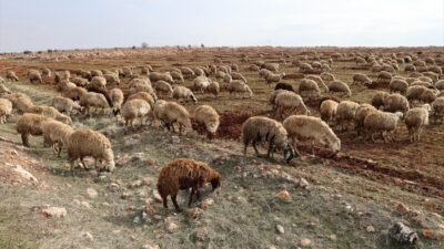 - Şanlıurfalı besici İbrahim Kaya:
- "Devletimizden Allah razı olsun. Deprem