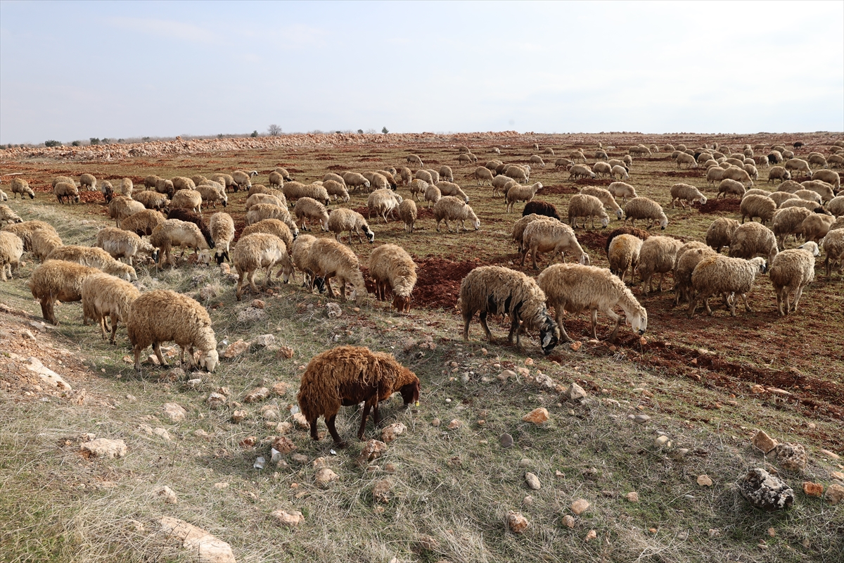 - Şanlıurfalı besici İbrahim Kaya:
- "Devletimizden Allah razı olsun. Deprem