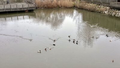 - Sakarya Üniversitesi Fen Fakültesi Biyoloji Bölümü Botanik Anabilim Dalı