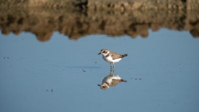 - Türkiye'de uluslararası öneme haiz 14 sulak alandan 4'ünün yer