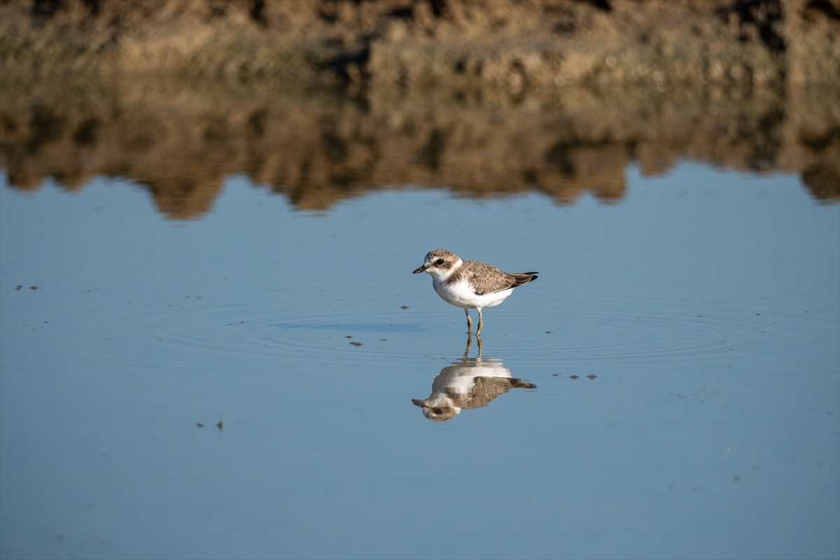 - Türkiye'de uluslararası öneme haiz 14 sulak alandan 4'ünün yer