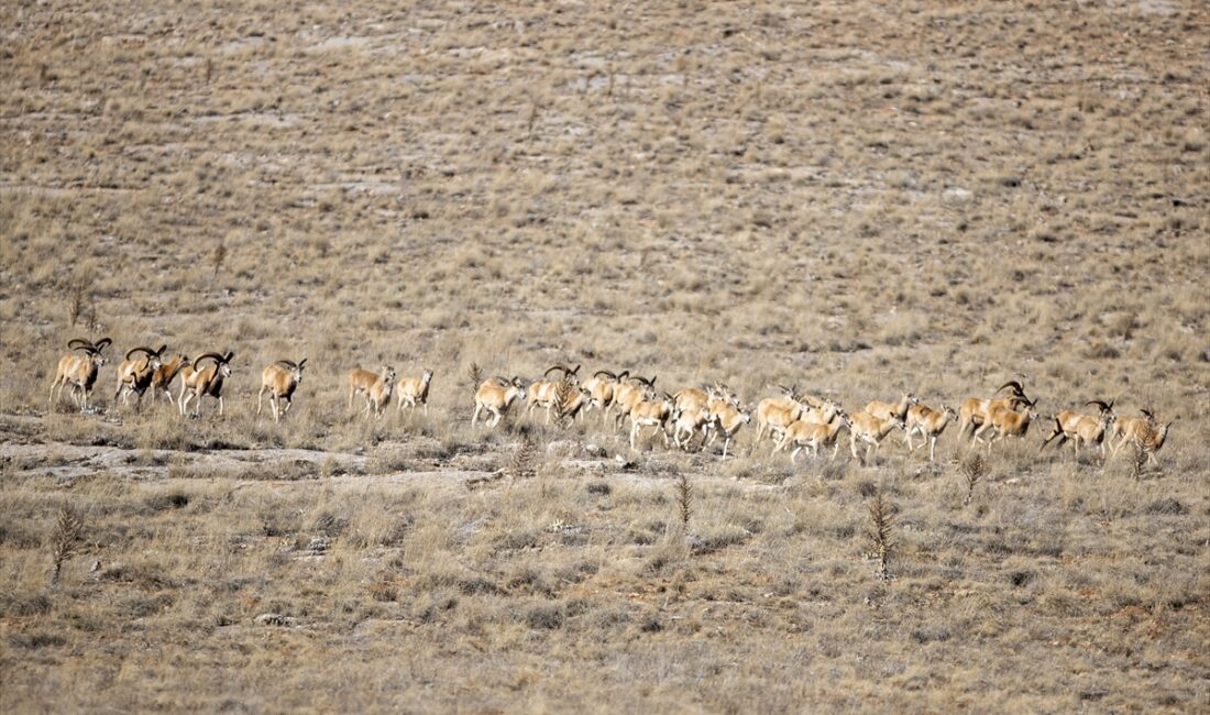 - Konya'da Bozdağlar'ın 1000 ve 1700 rakımlarında gruplar halinde yaşayan