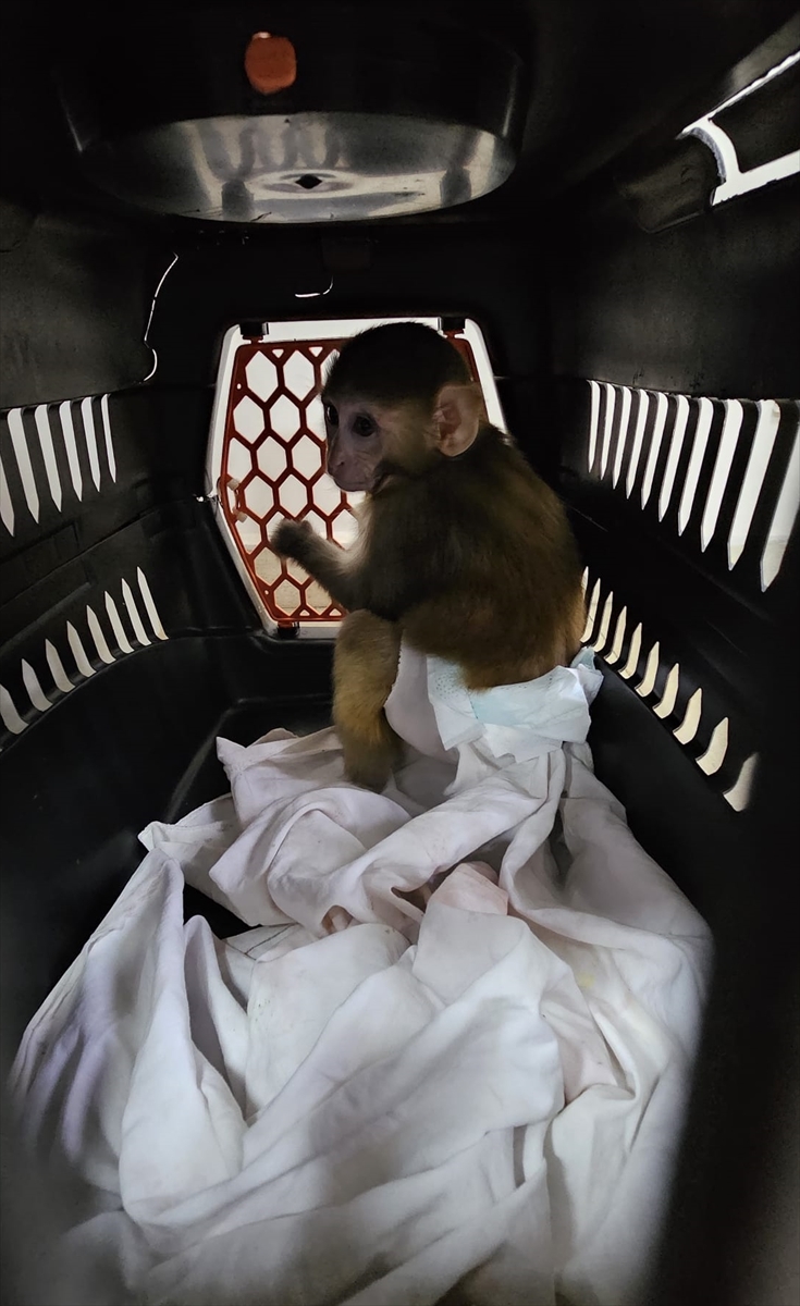 - Operasyonda ele geçirilen makak cinsi maymun hayvanat bahçesine teslim