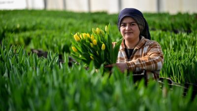 - Kesme çiçek üretiminde lider konumdaki Antalya'da suda yetiştirilen laleler,