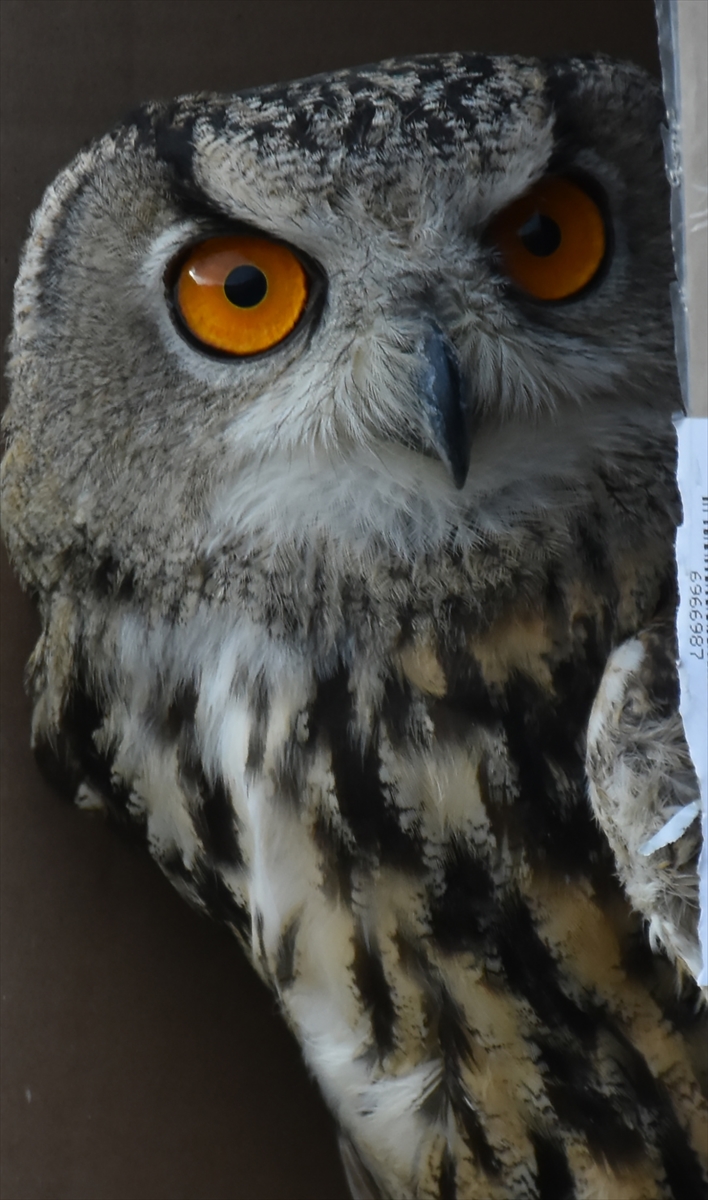 ARTVİN (AA) – Artvin'in Ardanuç ilçesinde yaralı bulunan puhu, tedavisinin