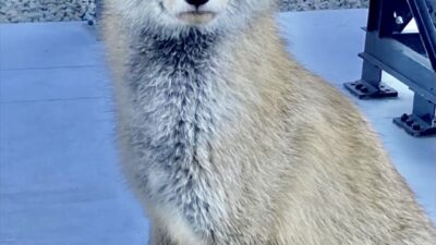 - Samsun Emniyet Müdürlüğü Eğitim Şubesi Atış Bürosunda görevli polis