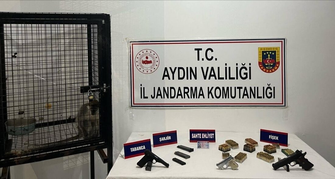 - Evdeki aramada bulunan vervet cinsi maymun Doğa Koruma ve