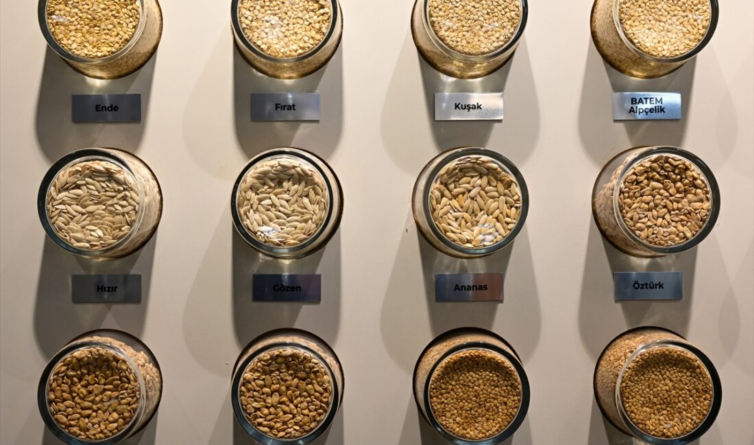 - Batı Akdeniz Tarımsal Araştırma Enstitüsü Müdürü Abdullah Ünlü:
- "Yazlık