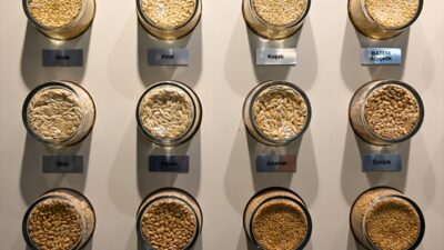 - Batı Akdeniz Tarımsal Araştırma Enstitüsü Müdürü Abdullah Ünlü:
- "Yazlık