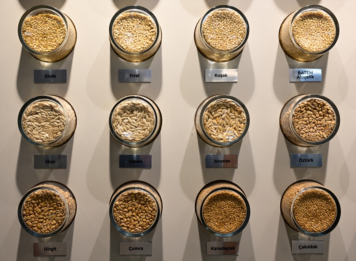 - Batı Akdeniz Tarımsal Araştırma Enstitüsü Müdürü Abdullah Ünlü:
- "Yazlık