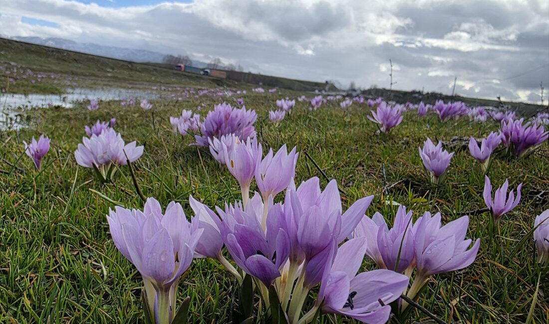 BİNGÖL (AA) – Bingöl'de ilkbaharın müjdecisi olarak bilinen çiğdem çiçekleri