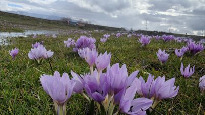 BİNGÖL (AA) – Bingöl'de ilkbaharın müjdecisi olarak bilinen çiğdem çiçekleri