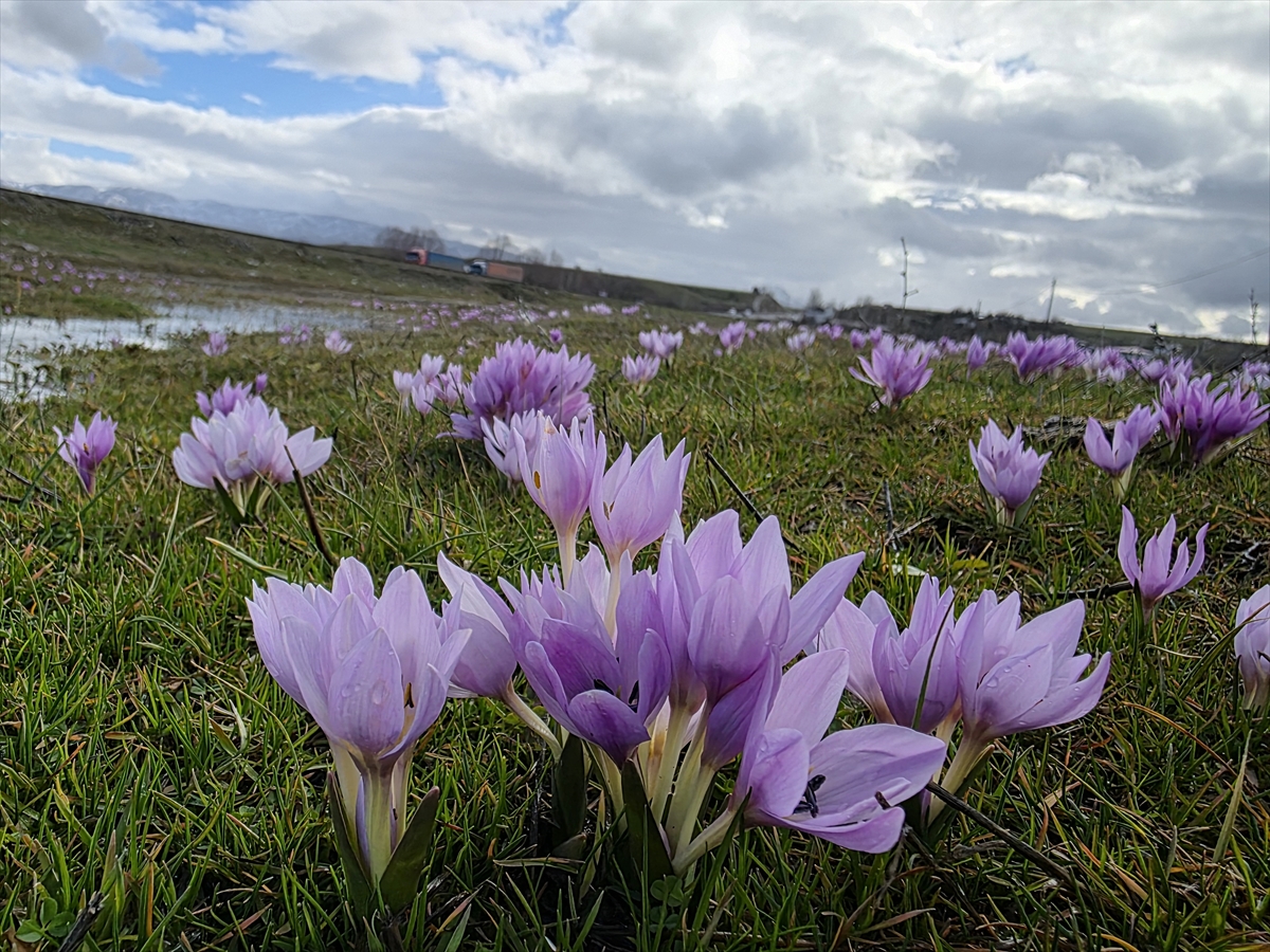 BİNGÖL (AA) – Bingöl'de ilkbaharın müjdecisi olarak bilinen çiğdem çiçekleri