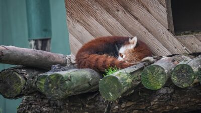 - Ana vatanı Himalayalar olan 8 aylık 2 kırmızı panda