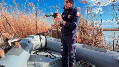 BURSA (AA) – Bursa'da jandarma ekiplerince kaçak avcılık yaptığı belirlenen