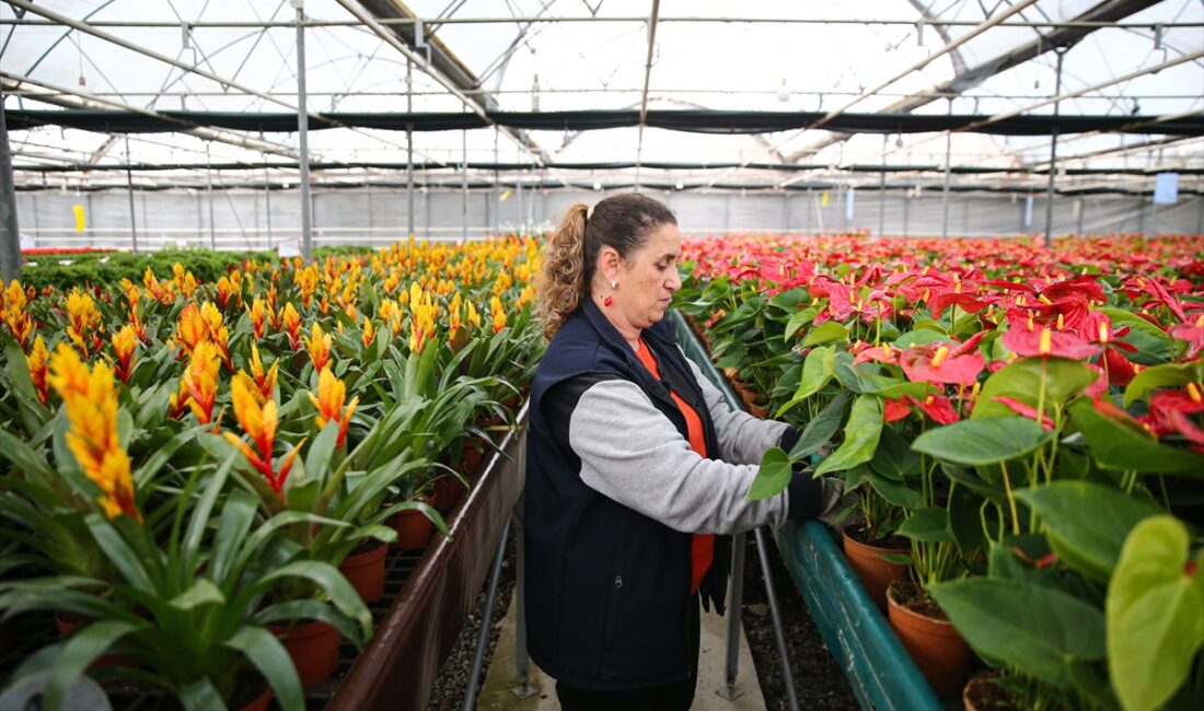 - Önemli çiçek üretim merkezlerinden Çukurova'da üreticiler, 14 Şubat Sevgililer