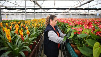 - Önemli çiçek üretim merkezlerinden Çukurova'da üreticiler, 14 Şubat Sevgililer