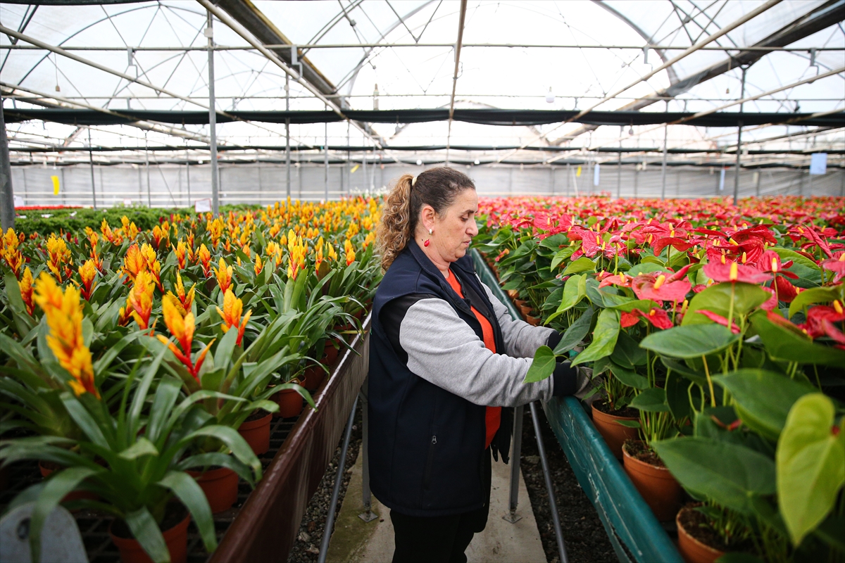 - Önemli çiçek üretim merkezlerinden Çukurova'da üreticiler, 14 Şubat Sevgililer