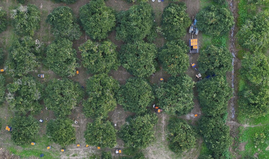 - Finike Ziraat Odası Başkanı Halil Sarıçobanoğlu:
-"Bahçelerden bu dönem yoğun