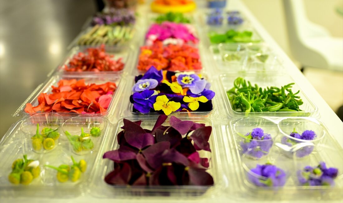 - Antalya'da serada yetiştirilen menekşe, çuha, karanfil, erik, latin, suzi,