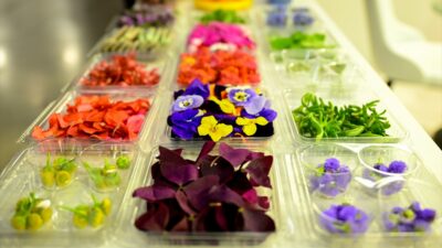 - Antalya'da serada yetiştirilen menekşe, çuha, karanfil, erik, latin, suzi,