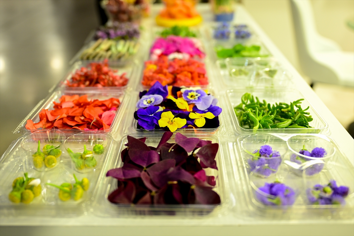 - Antalya'da serada yetiştirilen menekşe, çuha, karanfil, erik, latin, suzi,