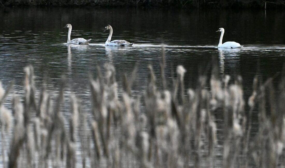 - Düzce Doğa Koruma ve Milli Parklar Şube Müdürü Mevlüt