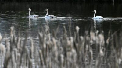 - Düzce Doğa Koruma ve Milli Parklar Şube Müdürü Mevlüt