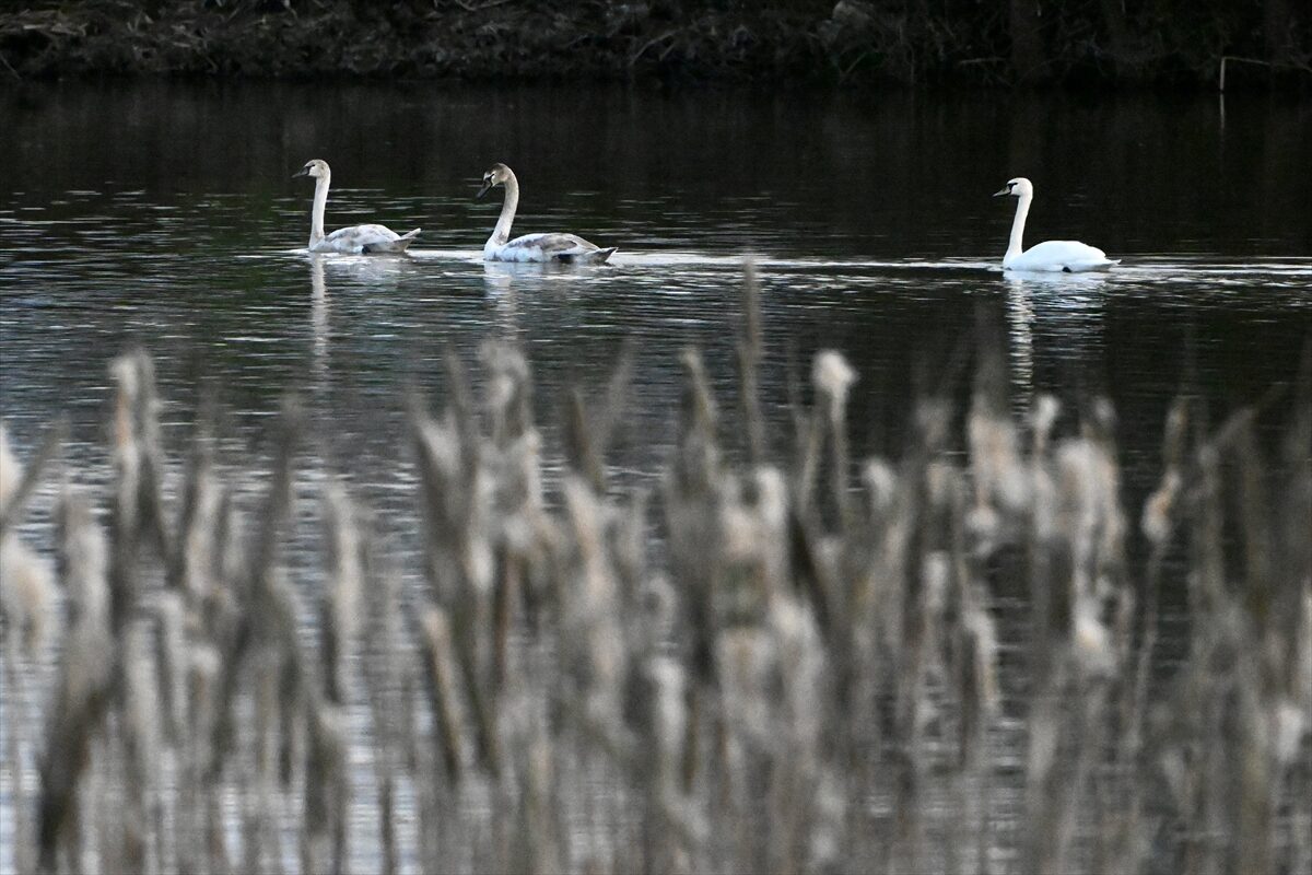 - Düzce Doğa Koruma ve Milli Parklar Şube Müdürü Mevlüt