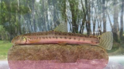 - Recep Tayyip Erdoğan Üniversitesi Su Ürünleri Fakültesi Su Ürünleri