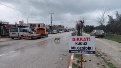 HATAY (AA) – Hatay'ın Samandağ ilçesinde 4 mahalle kuduz nedeniyle