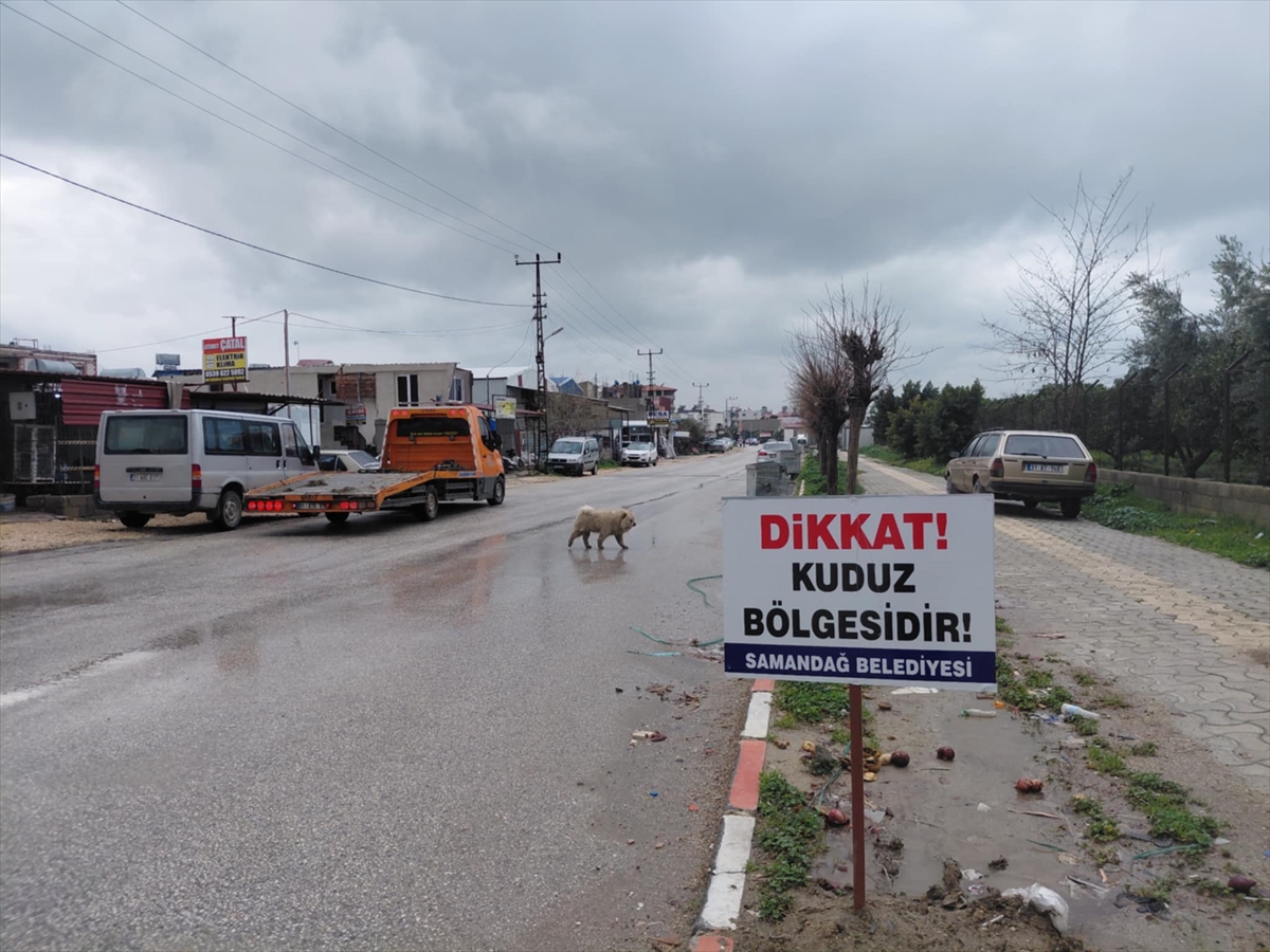 HATAY (AA) – Hatay'ın Samandağ ilçesinde 4 mahalle kuduz nedeniyle