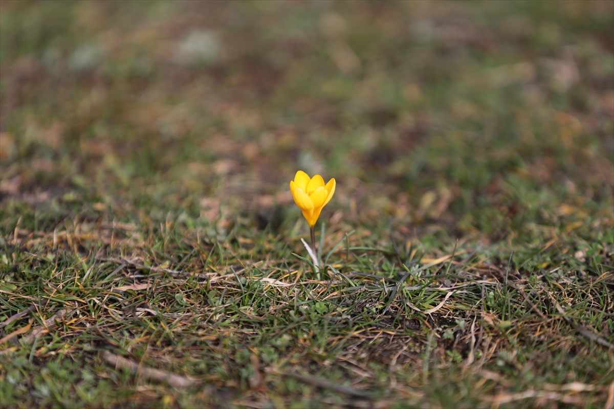 KARABÜK (AA) – Karabük'ün Eflani ilçesinde baharın müjdecisi olarak bilinen
