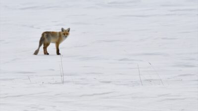 KARS (AA) – Kars'ın Sarıkamış ilçesindeki karla kaplı arazide yiyecek