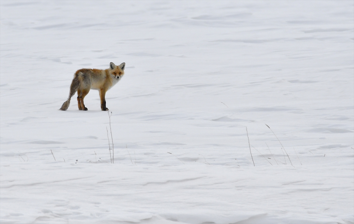 KARS (AA) – Kars'ın Sarıkamış ilçesindeki karla kaplı arazide yiyecek
