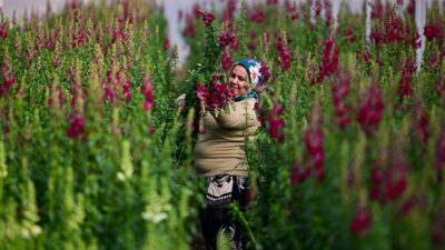 - Antalya'da bir firma tarafından 7 dekarlık alanda ilk deneme