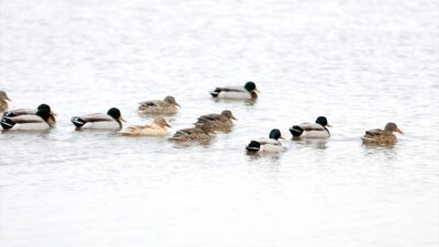 - Kültür ve Turizm İl Müdürü Veli Şen:
- "Bir tarafımızda