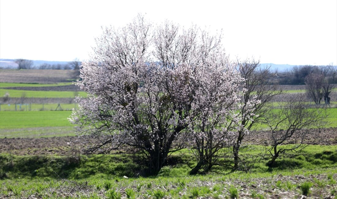 KIRKLARELİ (AA) – Kırklareli'nde hava sıcaklığının artmasıyla badem ağaçları çiçek