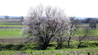KIRKLARELİ (AA) – Kırklareli'nde hava sıcaklığının artmasıyla badem ağaçları çiçek