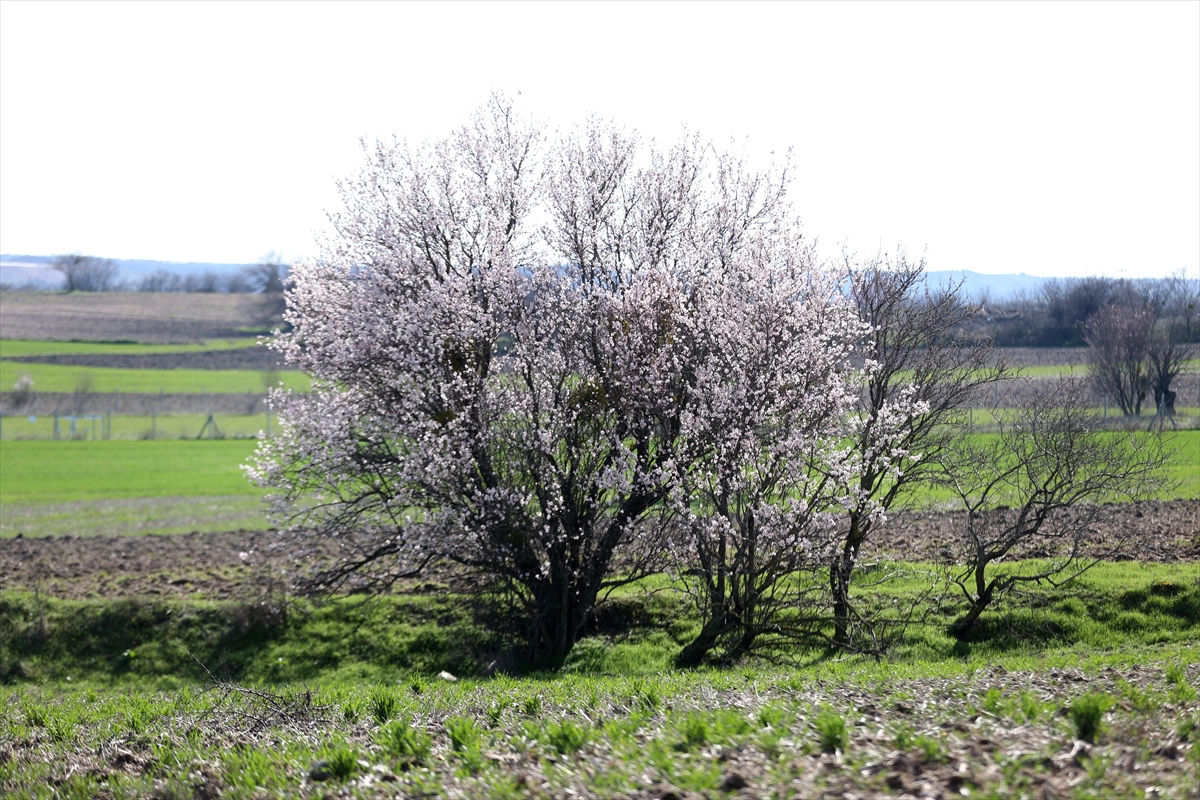 KIRKLARELİ (AA) – Kırklareli'nde hava sıcaklığının artmasıyla badem ağaçları çiçek