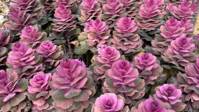 - Yalova'nın Laledere köyünün muhtarı Ömer Akar:
- "Köyümüzün adı, Osmanlı