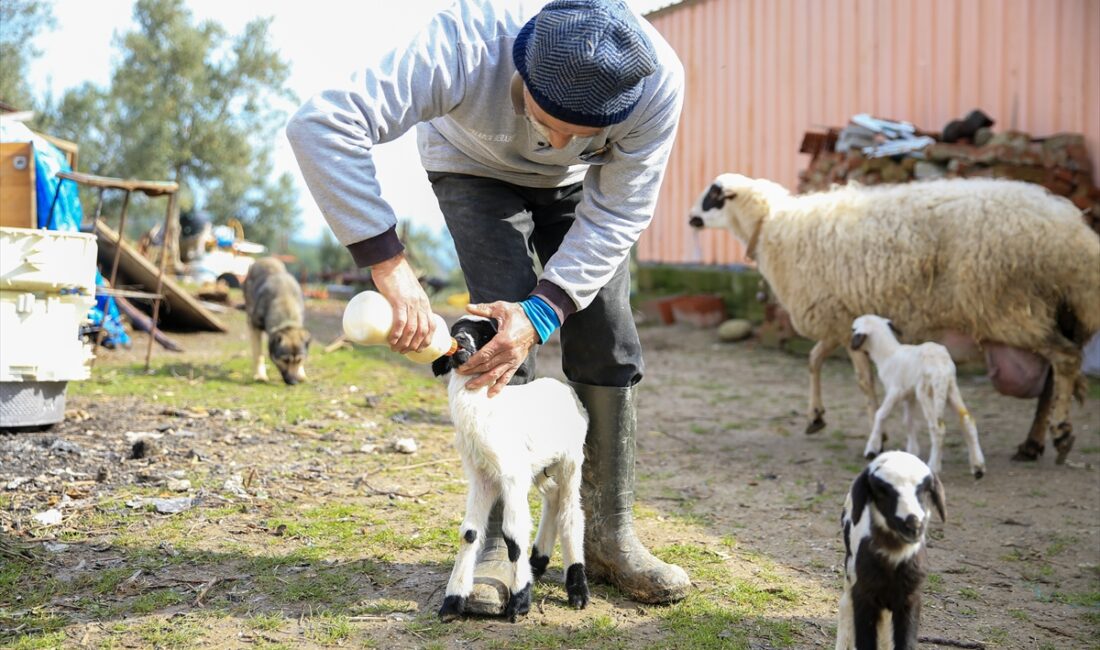 MANİSA (AA) – Manisa'nın Şehzadeler ilçesinde bir koyun bir batında