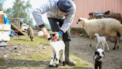 MANİSA (AA) – Manisa'nın Şehzadeler ilçesinde bir koyun bir batında